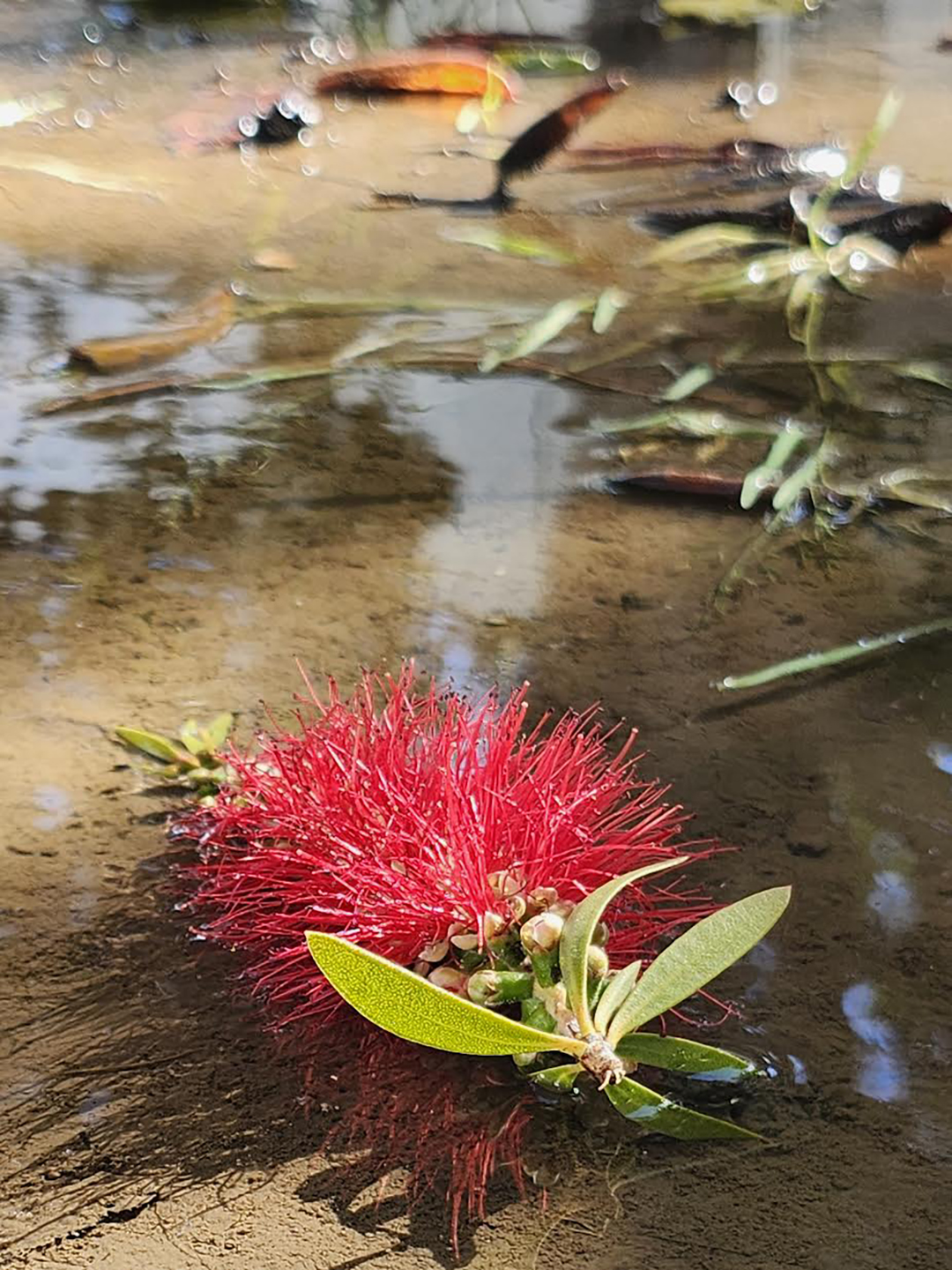 2nd Place: "Plant in Water" by Francisco Damian, Bonita Vista High School, Grade 11 Sweetwater High School Photo Contest