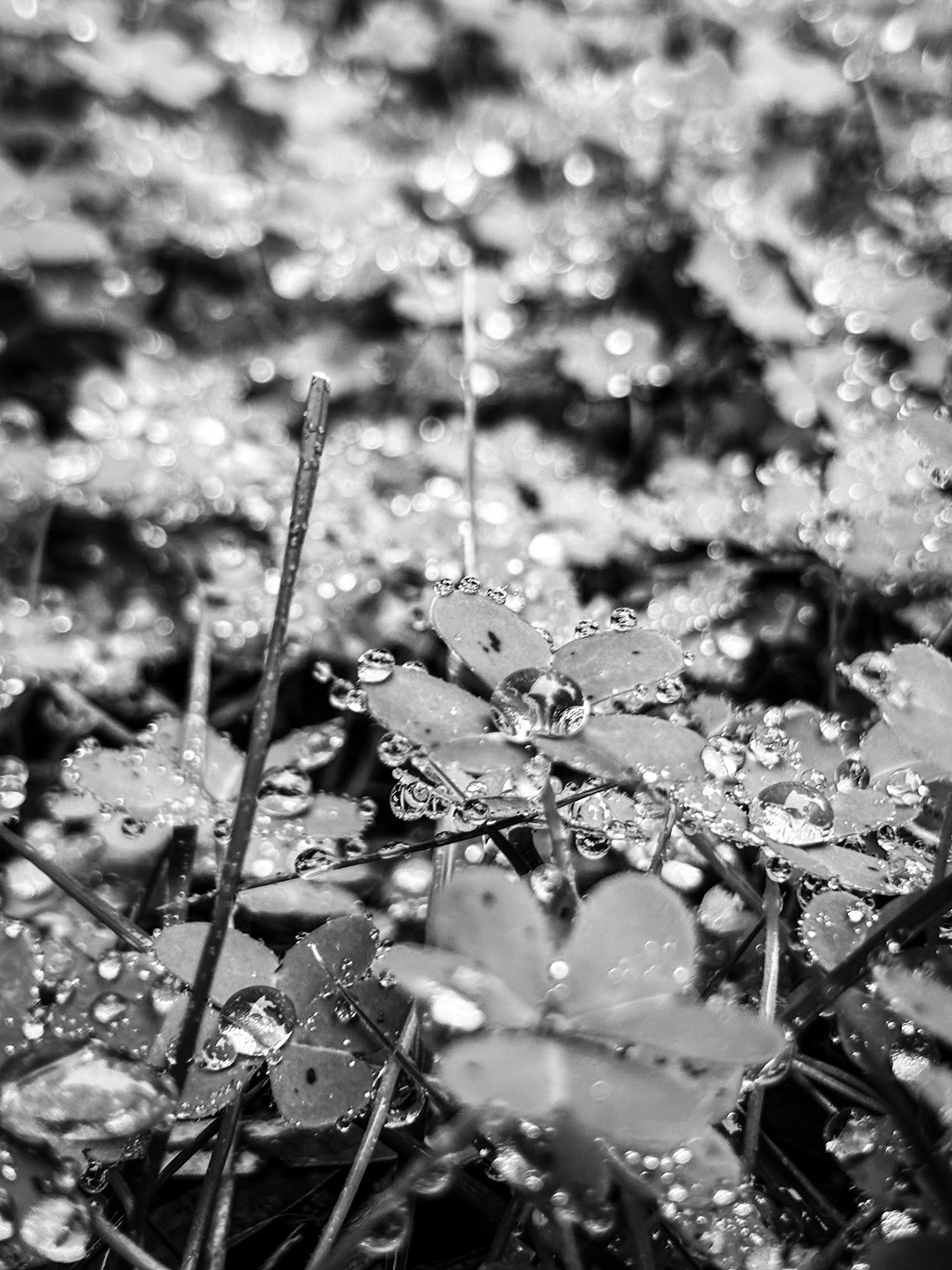 2nd Place: "Wet Clover" by Emilio Bayon, Bonita Vista High School, Grade 11