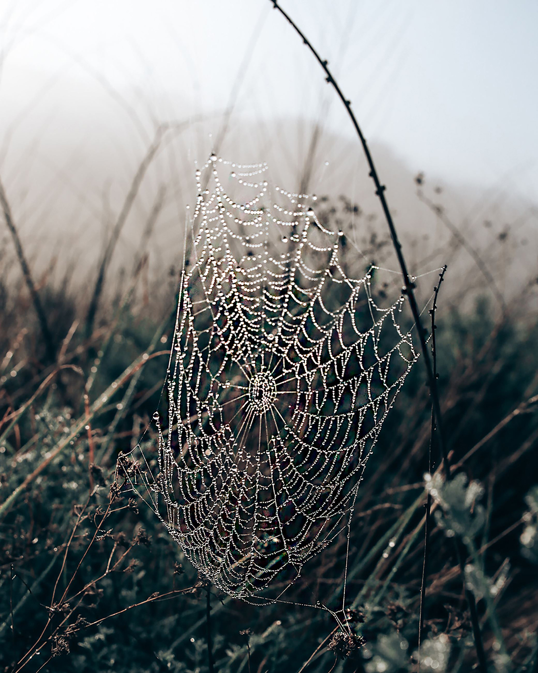 3rd Place: "Morning Dew" by Alexis Ardagna, Hilltop High School, Grade 9