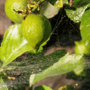 1st Place: "Limas al Sol" by Emilio Bayon, Bonita Vista High School, Grade 11 Sweetwater Authority High School Photo Contest