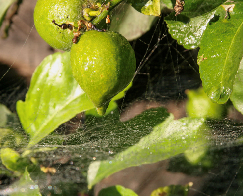 1st Place: "Limas al Sol" by Emilio Bayon, Bonita Vista High School, Grade 11 Sweetwater Authority High School Photo Contest