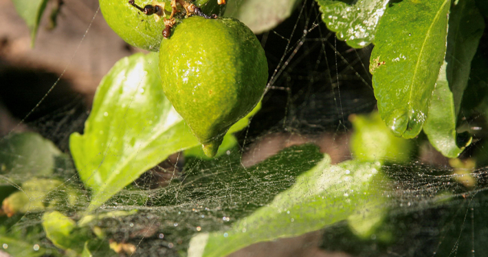 1st Place: "Limas al Sol" by Emilio Bayon, Bonita Vista High School, Grade 11 Sweetwater Authority High School Photo Contest