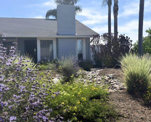 Tom Watson's winning project for the City of Oceanside is a pollinator's paradise. Photo: City of Oceanside